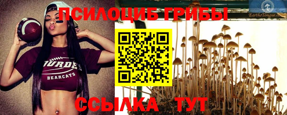 закладка  Вход с VPN  Фролово  Псилоцибиновые грибы Cubensis 